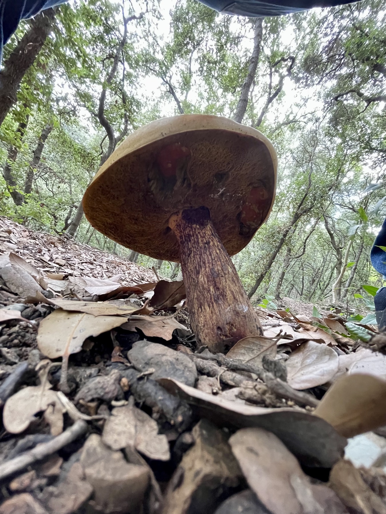 Costa di Santa Margherita verso Portofino